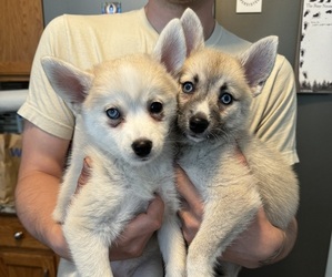 Pomsky Litter for sale in LOVELAND, CO, USA
