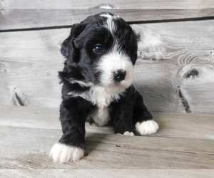 Miniature Bernedoodle Puppy for sale in MILLERSBURG, OH, USA