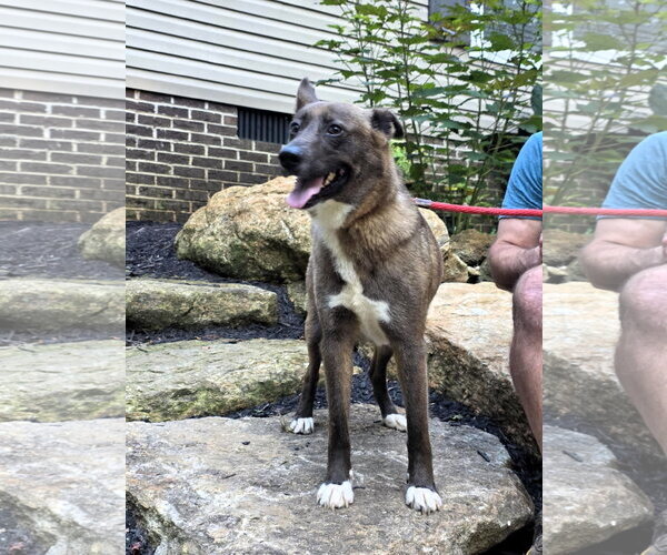Medium Photo #2 Mutt Puppy For Sale in Shelburne, VT, USA