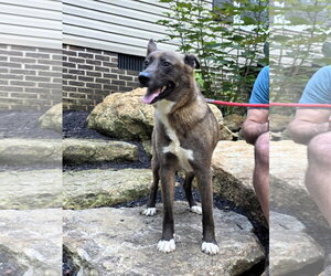 Valentina - Female Mutt Dog for Adoption - Photo #2