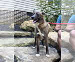 Small #1 Mutt