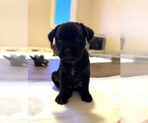 Chiweenie Dogs for adoption in Calgary, Alberta, Canada