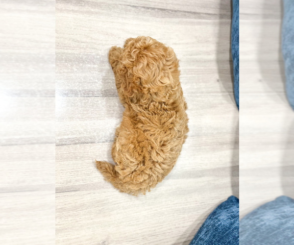 Medium Photo #4 Miniature Labradoodle Puppy For Sale in MILLERSBURG, OH, USA