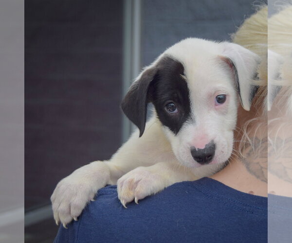 Medium Photo #4 American Staffordshire Terrier-Border Collie Mix Puppy For Sale in Huntley, IL, USA