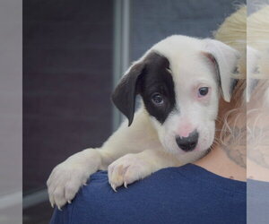 Antsy - Male American Staffordshire Terrier-Border Collie Mix Dog for Adoption - Photo #4