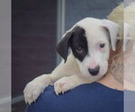Small Photo #4 American Staffordshire Terrier-Border Collie Mix Puppy For Sale in Huntley, IL, USA