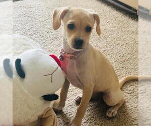Chihuahua-Spaniel Mix Dogs for adoption in San Diego, CA, USA
