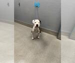 Small Mutt