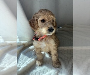 Goldendoodle Puppy for sale in MANTECA, CA, USA