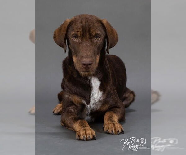 Medium Photo #3 German Shepherd Dog-Pointer Mix Puppy For Sale in Claremore, OK, USA