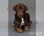 Small #2 German Shepherd Dog-Pointer Mix