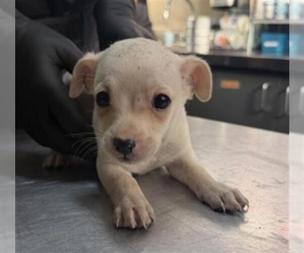 Medium Photo #1 Chihuahua Puppy For Sale in Redlands, CA, USA