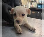 DILL - Male Chihuahua Dog for Adoption - Small photo