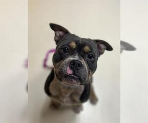 Mutt Dogs for adoption in Center Township, PA, USA