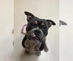 Small Mutt