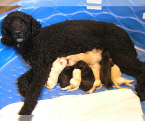 Mother of the Goldendoodle puppies born on 05/16/2023