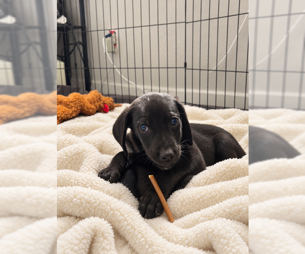 Medium Photo #4 Mutt Puppy For Sale in MIDWAY, UT, USA