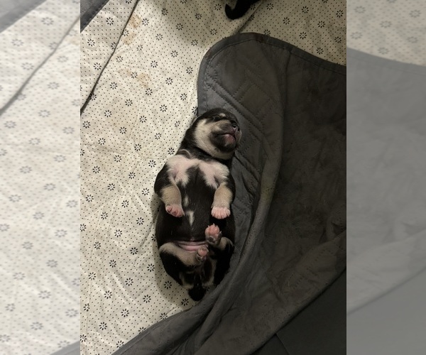 Medium Photo #3 French Bulldog-Siberian Husky Mix Puppy For Sale in MILWAUKEE, WI, USA