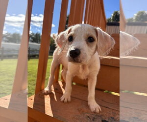 Mutt Dogs for adoption in Pacolet, SC, USA