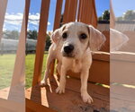 Latte Aug 26 - A Sandy Pup - Male Mutt Dog for Adoption - Small photo
