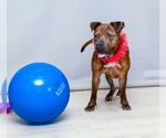 Small #1 American Pit Bull Terrier Mix