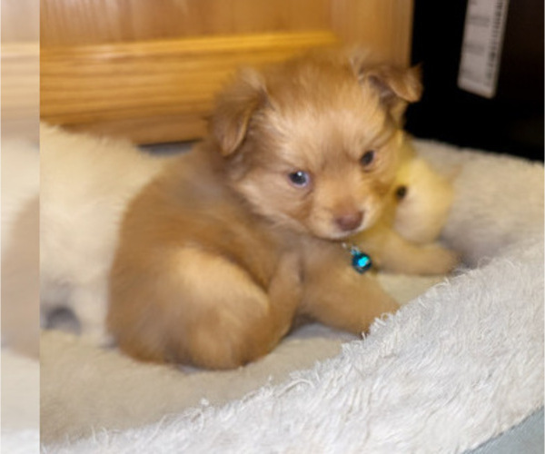 Medium Photo #2 Pomeranian Puppy For Sale in ALBUQUERQUE, NM, USA