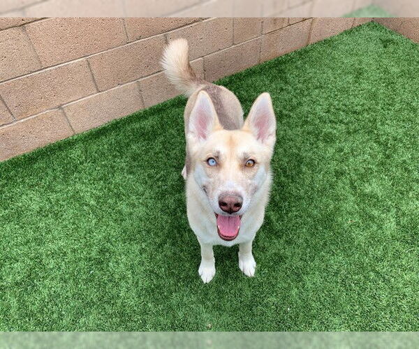 Medium Photo #2 Siberian Husky Puppy For Sale in Moreno Valley, CA, USA