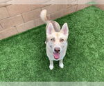 Small #1 Siberian Husky