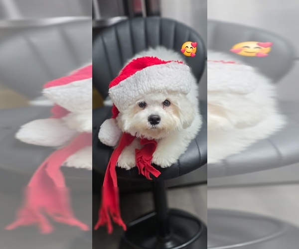 Medium Photo #3 Bichon Frise Puppy For Sale in WAYLAND, MI, USA