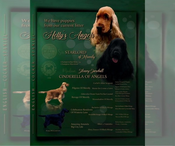 Medium Photo #1 English Cocker Spaniel Puppy For Sale in Choszczno, West Pomerania, Poland