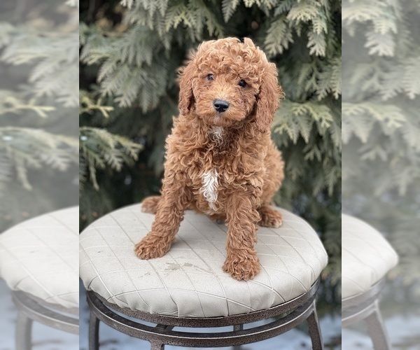 Medium Photo #1 Poodle (Miniature) Puppy For Sale in NILES, MI, USA