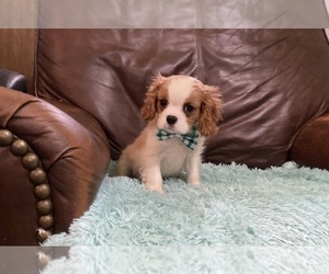 Cavalier King Charles Spaniel Puppy for sale in JEFFERSONVILLE, IN, USA