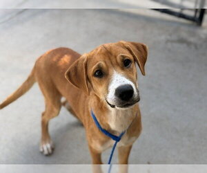 Labrador Retriever-Unknown Mix Dogs for adoption in Tulsa, OK, USA