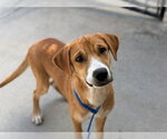 AIR - Male Labrador Retriever-Unknown Mix Dog for Adoption - Small photo