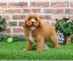 Small Photo #2 Cavapoo (Miniature) Puppy For Sale in SYRACUSE, IN, USA