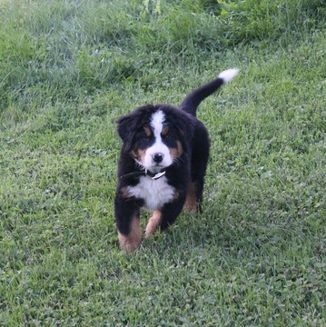Medium Photo #3 Bernese Mountain Dog Puppy For Sale in FRESNO, OH, USA