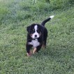 Small Photo #3 Bernese Mountain Dog Puppy For Sale in FRESNO, OH, USA