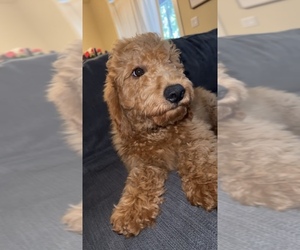 Goldendoodle (Miniature) Puppy for sale in VANCOUVER, WA, USA