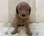 Small Photo #5 Goldendoodle Puppy For Sale in STONEVILLE, NC, USA