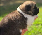 Small #7 Akita