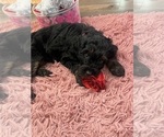 Puppy 4 Labradoodle