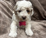 Puppy Millie Goldendoodle mix (+ Poodle Miniature)