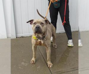 American Bandogge mastiff Dogs for adoption in Louisville, KY, USA