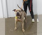 Small American Bandogge mastiff