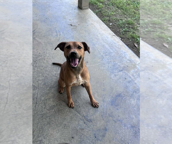 Medium Photo #2 Mutt Puppy For Sale in Elmsford, NY, USA