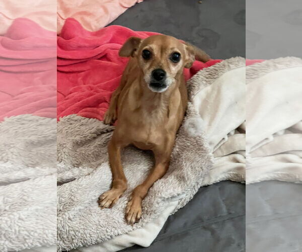 Medium Photo #2 Chihuahua Puppy For Sale in MIDWAY, UT, USA