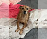 Small #1 Chihuahua