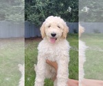 Puppy 1 Goldendoodle-YorkiePoo Mix