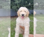 Puppy 0 -Goldendoodle Mix