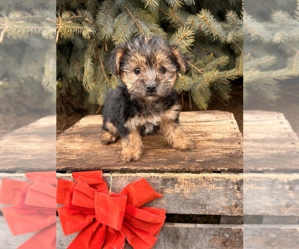 Medium Photo #4 Morkie Puppy For Sale in MIDDLEBURY, IN, USA